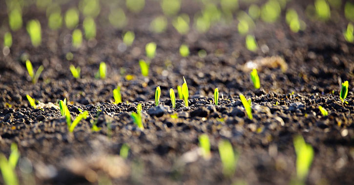 plants sprouting in soil