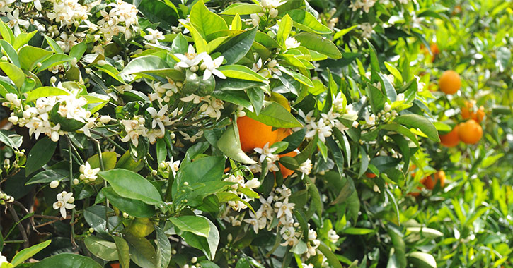 orange blossoms on a tree