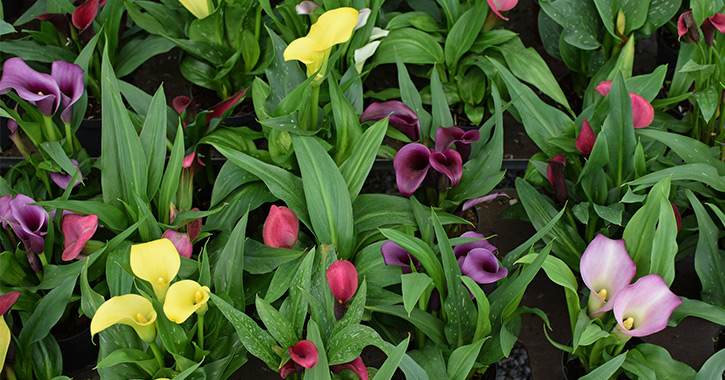 calla lillies