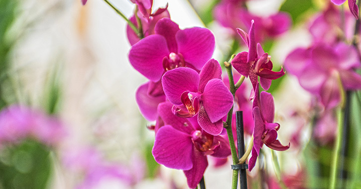 pink orchid