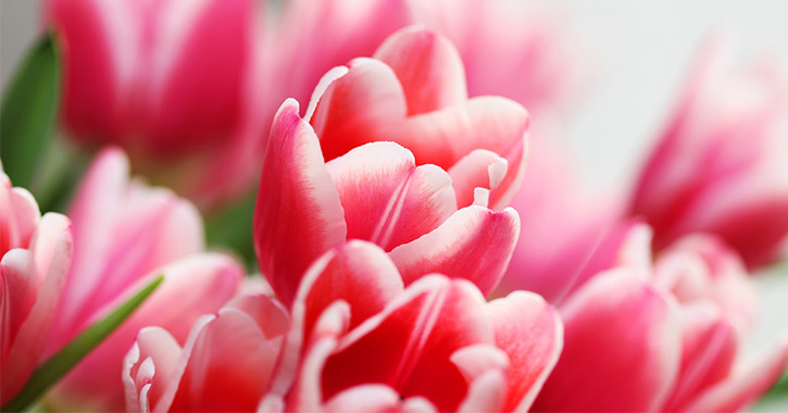 pink tulips